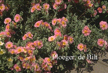 Helianthemum 'Rhodanthe Carneum' (71902)