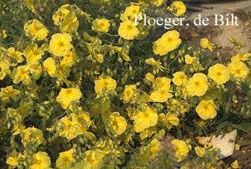 Helianthemum 'Wisley Primrose'