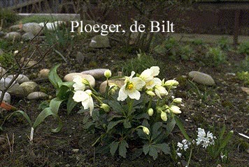 Helleborus niger (71926)