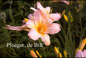 Hemerocallis 'Dainty Pink' (71935)