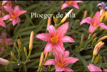 Hemerocallis 'Evelyn Claar' (71937)