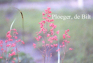 Heuchera sanguinea 'Leuchtkaefer' (71957)