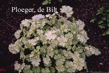 Heuchera sanguinea 'Snow Storm'