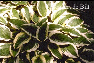 Hosta 'Ground Master' (71971)