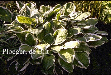 Hosta decorata f. decorata (71978)