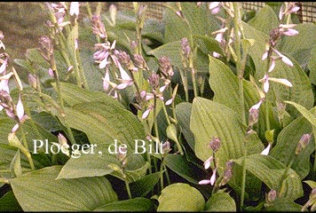 Hosta 'Aoki' (71980)