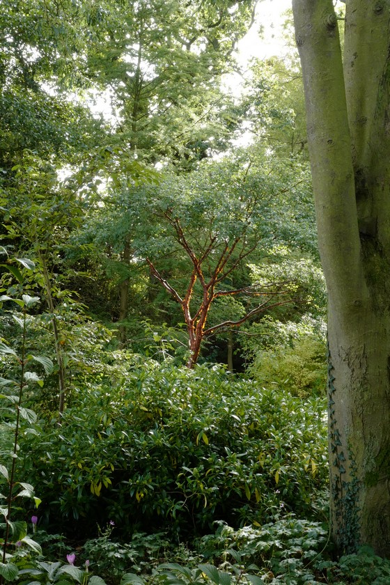 Acer griseum