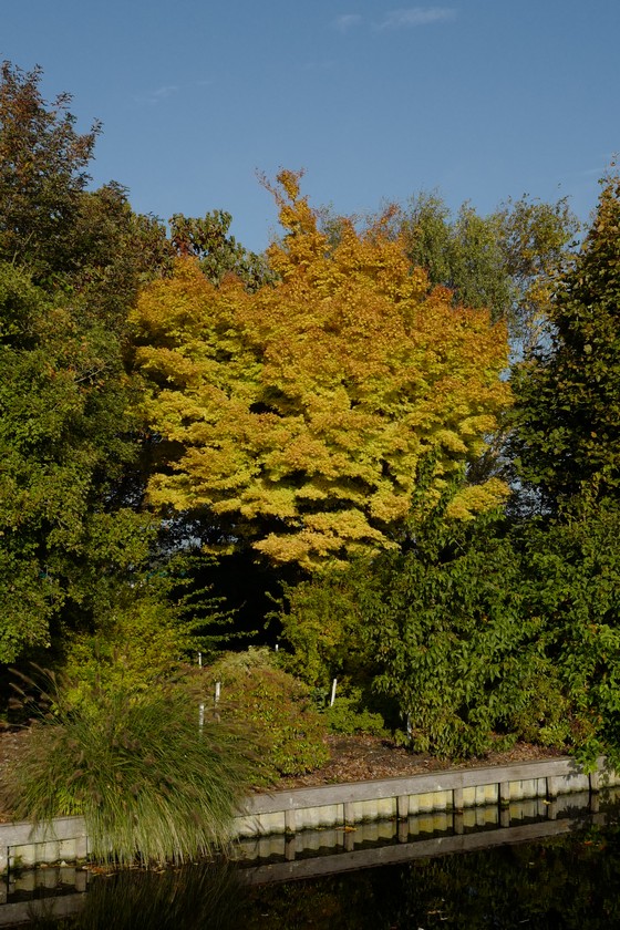 Acer palmatum 'Sango-kaku'
