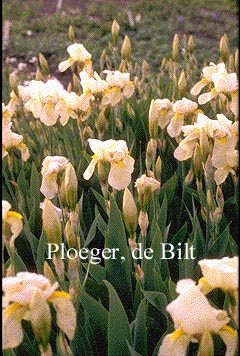 Iris 'Sangreal'
