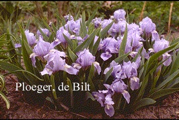 Iris pumila 'Blue Denim' (72043)