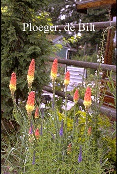 Kniphofia uvaria 'Grandiflora' (72073)