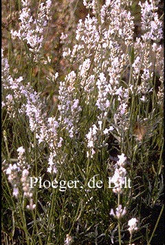 Lavandula angustifolia 'Alba' (72091)