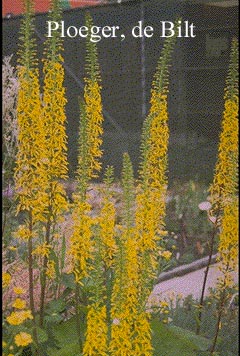 Ligularia 'Zepter'