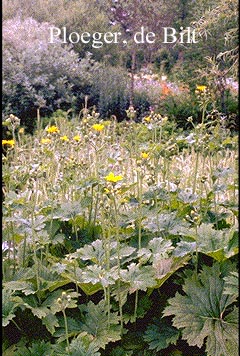 Ligularia palmatiloba (72128)