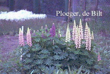 Lupinus 'Russel Hybrids' (72166)