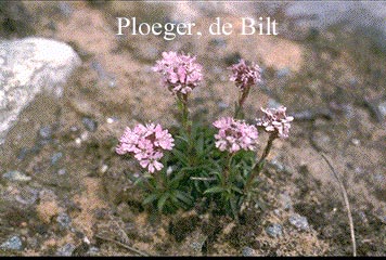 Lychnis alpina 'Rosea'