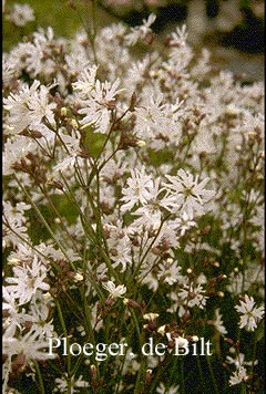 Lychnis flos-cuculi 'Alba' (72181)