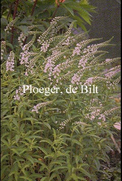 Lysimachia barystachys