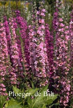 Lythrum salicaria 'Blush' (72199)