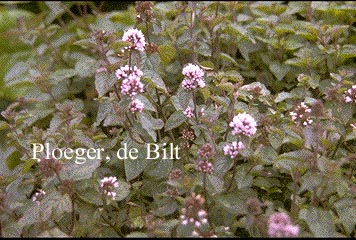Mentha piperita