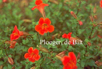 Mimulus 'Bees Scarlet'