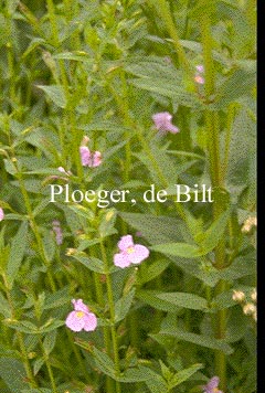 Mimulus ringens