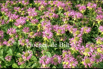 Monarda 'Praerienacht' (72257)