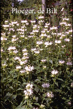 Monarda 'Schneewittchen' (72258)