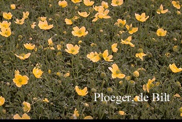 Papaver miyabeanum