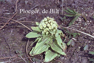 Petasites japonicus (72367)