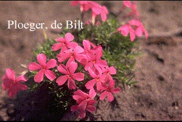 Phlox douglasii 'Red Admiral'