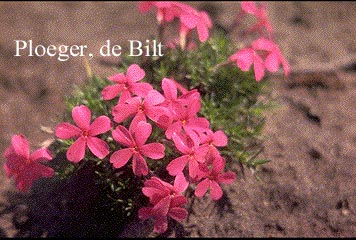 Phlox douglasii 'Red Admiral' (72380)