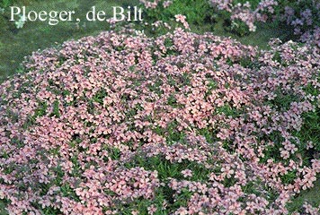 Phlox 'Moerheimii' (subulata group) (72415)