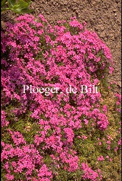 Phlox subulata 'Temiskaming'