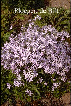 Phlox divaricata (72421)