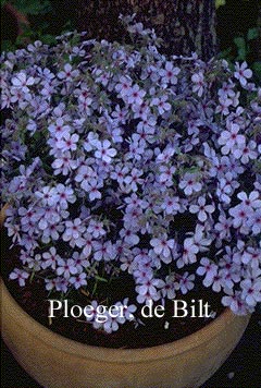 Phlox divaricata 'Chattahoochee'