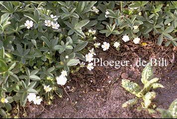 Potentilla alba (72499)