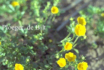 Potentilla recta 'Warrenii' (72511)