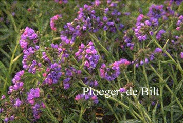 Pulmonaria longifolia
