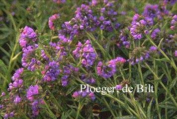 Pulmonaria longifolia (72563)