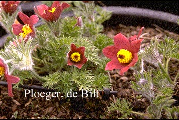 Pulsatilla vulgaris 'Roede Klokke' (72572)