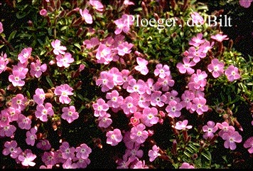 Saponaria 'Bressingham' (72654)