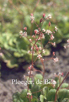 Saxifraga urbium 'Variegata'