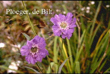 Scabiosa caucasica 'Staefa' (72700)