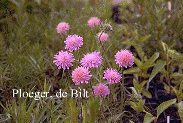 Scabiosa japonica var. alpina