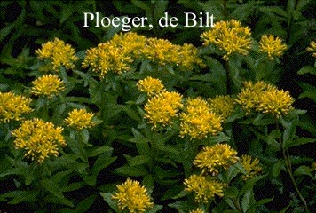 Sedum aizoon (72718)