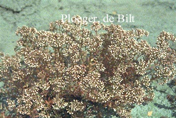 Sedum album 'Murale'