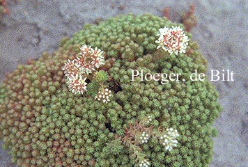 Sedum lydium (72738)