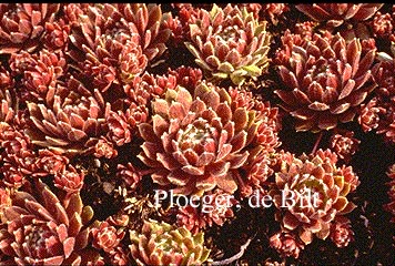 Sempervivum 'Hey Hey'