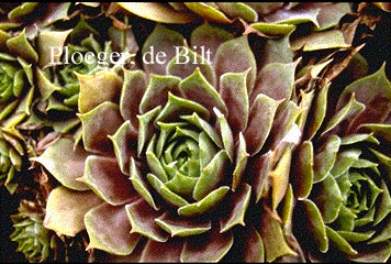 Sempervivum 'Othello' (72764)